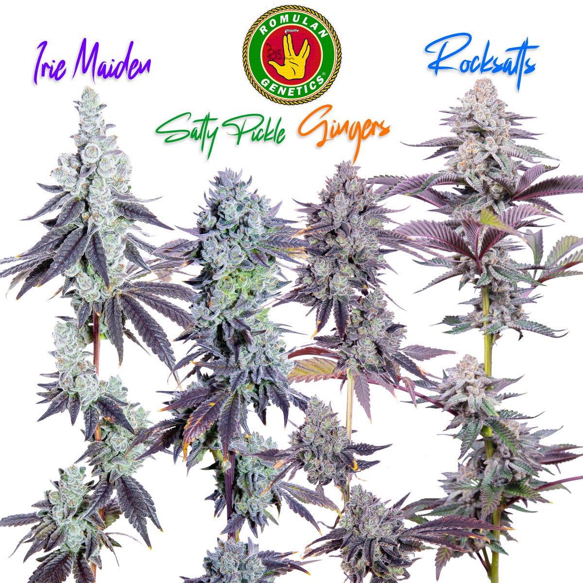 Box Sets Drop Thursday, Jan 2nd at Noon EST
<a href="/N_A_S_C_/">North Atlantic Seed Co.</a> Already has the boxes on hand
No reservations, or pre-orders
Limited stock of 120 total boxes
Full descriptions of each strain included in the box,
is up on our website right now on our 'Cultivars' page
Each box is $200