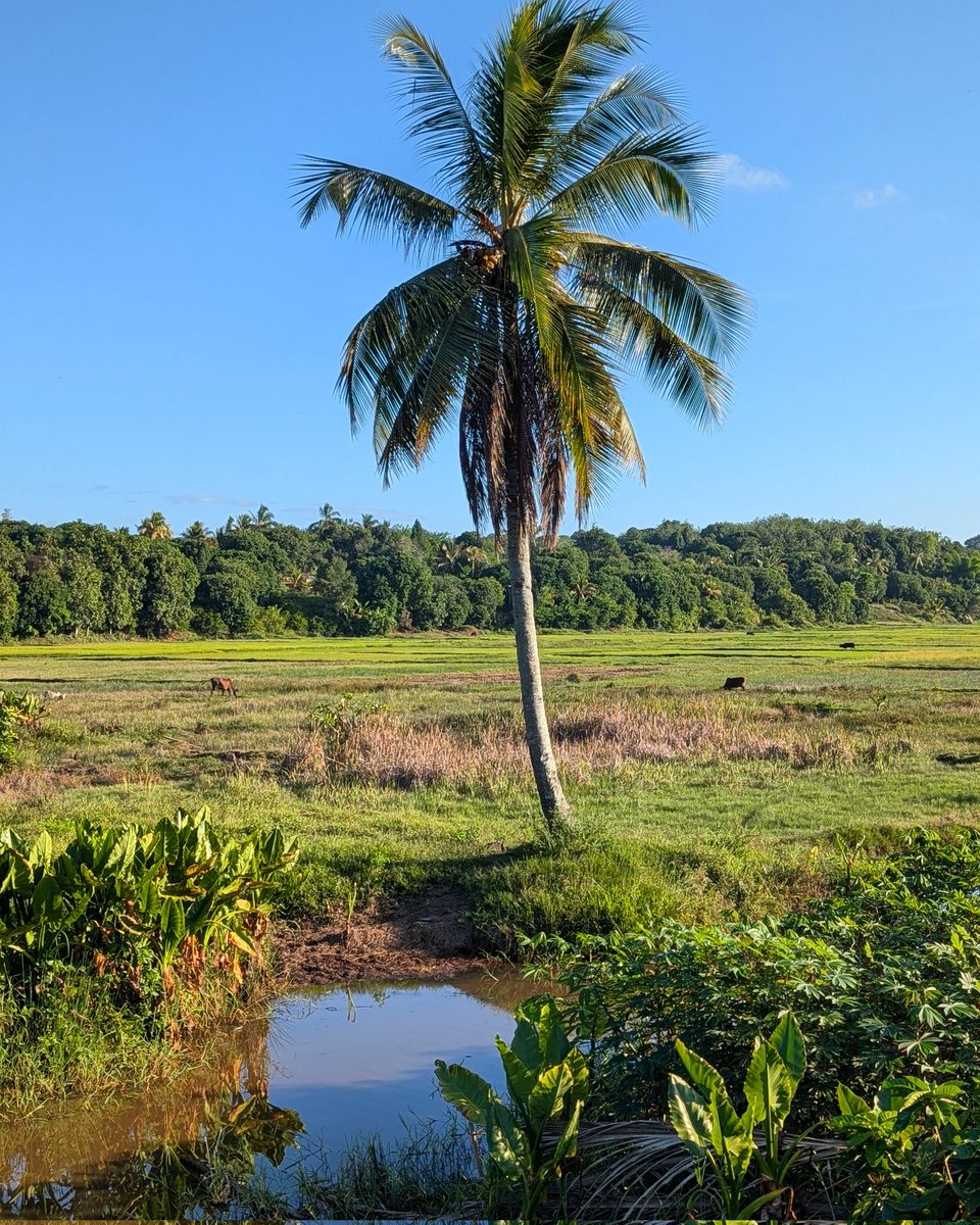 Mahambo 🇲🇬 2024