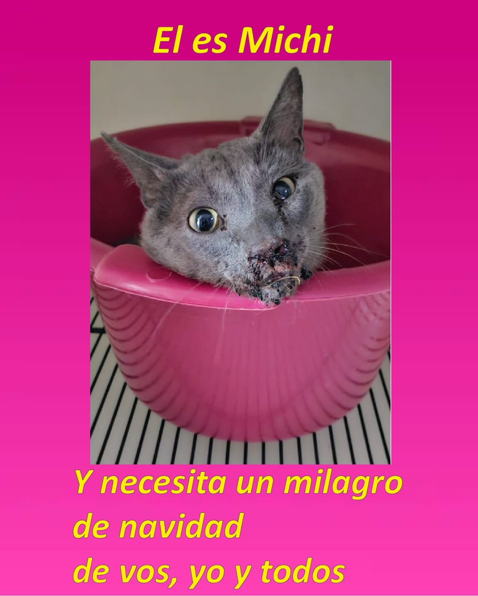 Uvi7ismo's tweet photo. Hola gente. Hoy MICHI tiene el alta ambulatoria, pero MICHI SIGUE NECESITANDO NUESTRA AYUDA. Pagare el saldo restante con tarjeta de credito y subire lo recaudado en transferencia, y lo pagado con tarjeta y el interes.

Alias:

todosxmichi.pp

Les paso el parte abajo (+) https://t.co/tOMrgmpx6H