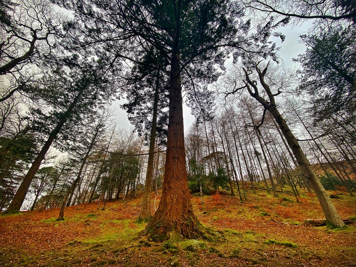 old croft house tweet media