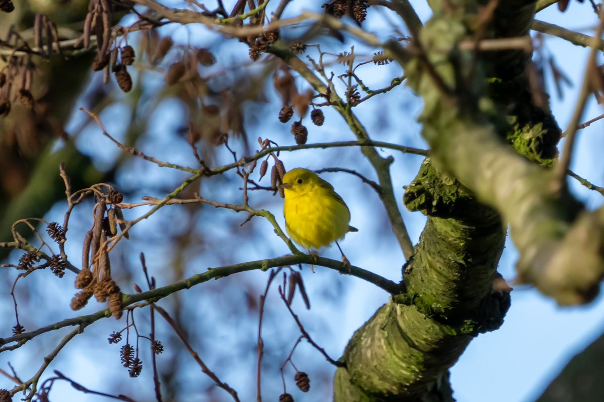 Managed to catch up with the American Yellow Warbler at New Hythe today, what a smart looking bird!