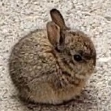 Alison | luden.sol tweet media