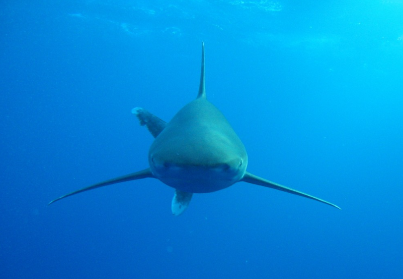 tempoweb's tweet photo. #DiGioia attaccato da uno #squalo tigre di 2,5 metri. Dentro o fuori la barriera? Cosa dicono le indagini
https://t.co/Aaem1tt6ae #marrosso #marsaalam https://t.co/1HhqjpF7io