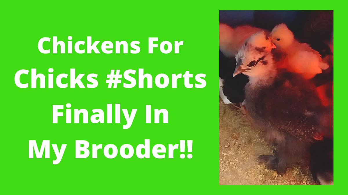 Chickens4Chicks's tweet photo. Babies Moved To Brooder #Shorts
https://t.co/dZ64A5b5Y8
#silkiechicks #silkiechicken #backyardchickens https://t.co/KiE1oPwDKN
