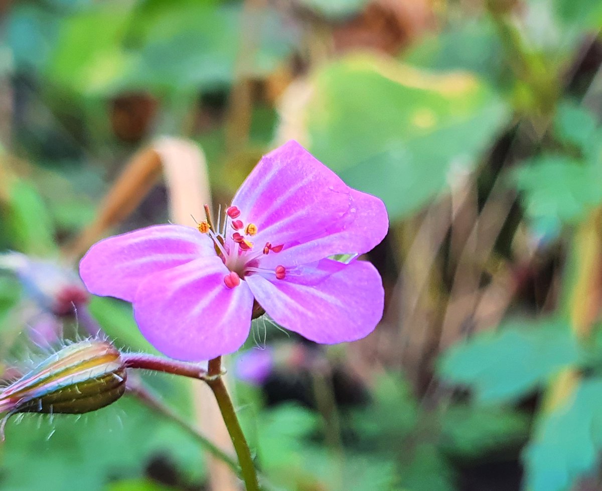 Jacquelyn Allen-Collinson 🏞️🌼🇪🇺🎸 (@hartresearch) on Twitter photo 🌸 For final #MagentaMonday of 2024 as we step towards #NewYear2025 it's a #wildflower flashback to early #winter when Herb Robert 🌿 #geranium was brightening the hedgerows. Happy #NewYearsEveEve to all the #magenta #flower folk 🌸🌿💜 <a href="/sjholt50/">Stephanie Holt🦊</a> <a href="/VenetiaJane/">VenetiaJane's Garden</a> <a href="/DavidMariposa1/">David</a> 🌿 🌸 For final #MagentaMonday of 2024 as we step towards #NewYear2025 it's a #wildflower flashback to early #winter when Herb Robert 🌿 #geranium was brightening the hedgerows. Happy #NewYearsEveEve to all the #magenta #flower folk 🌸🌿💜 <a href="/sjholt50/">Stephanie Holt🦊</a> <a href="/VenetiaJane/">VenetiaJane's Garden</a> <a href="/DavidMariposa1/">David</a> 🌿