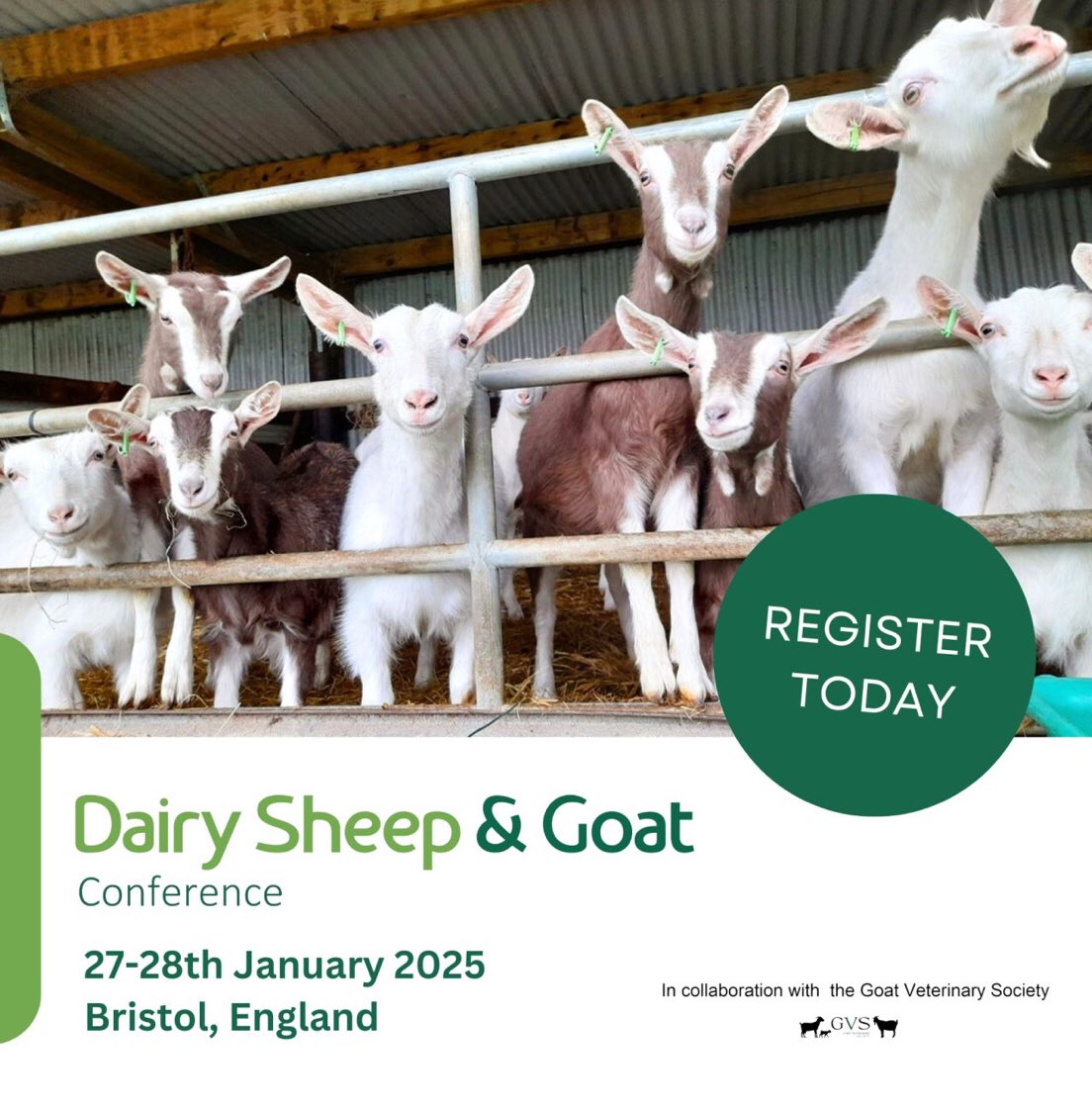 Dairy Sheep & Goat Conference (@dsandgc) on Twitter photo Have you registered to attend the 2025 Dairy Sheep & Goat Conference yet? Only a month to go, places still available, come and join us๐๐
See details on:
dairysheepandgoat.com/events-and-conโฆ
<a href="/VetGoat/">Goat Vet Society</a> <a href="/AASRPorg/">AASRP</a> <a href="/SheepVetsoc/">Sheep Veterinary Soc</a> <a href="/theBCVA/">BCVA</a> <a href="/FarmersWeekly/">Farmers Weekly</a> <a href="/natsheep/">National Sheep Association</a> <a href="/BristolFAVS/">Bristol FAVS</a> Have you registered to attend the 2025 Dairy Sheep & Goat Conference yet? Only a month to go, places still available, come and join us๐๐
See details on:
dairysheepandgoat.com/events-and-conโฆ
<a href="/VetGoat/">Goat Vet Society</a> <a href="/AASRPorg/">AASRP</a> <a href="/SheepVetsoc/">Sheep Veterinary Soc</a> <a href="/theBCVA/">BCVA</a> <a href="/FarmersWeekly/">Farmers Weekly</a> <a href="/natsheep/">National Sheep Association</a> <a href="/BristolFAVS/">Bristol FAVS</a>