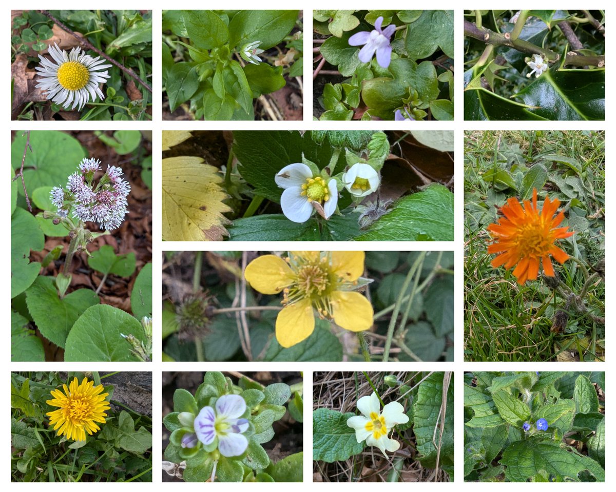 For day 2 of the <a href="/BSBIbotany/">BSBI: Botanical Society of Britain & Ireland</a> #NewYearPlantHunt a 3 hour walk around Menai Bridge #Anglesey with <a href="/AngleseyFlora/">Anglesey Flora Group</a> resulted in us finding 34 species in flower including Green Alkanet, Fox and Cubs, Holly, Wood Avens, Winter Heliotrope &amp; Wild Strawberry
