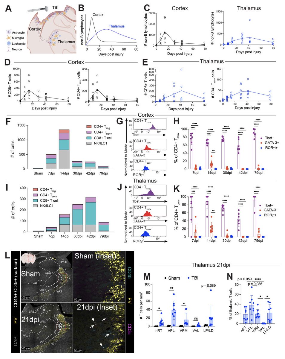 John Lukens (@lukensjohnr) on Twitter photo Type 1 lymphocytes and interferon-γ accumulate in the thalamus and restrict seizure susceptibility after traumatic brain injury biorxiv.org/content/10.110… Type 1 lymphocytes and interferon-γ accumulate in the thalamus and restrict seizure susceptibility after traumatic brain injury biorxiv.org/content/10.110…