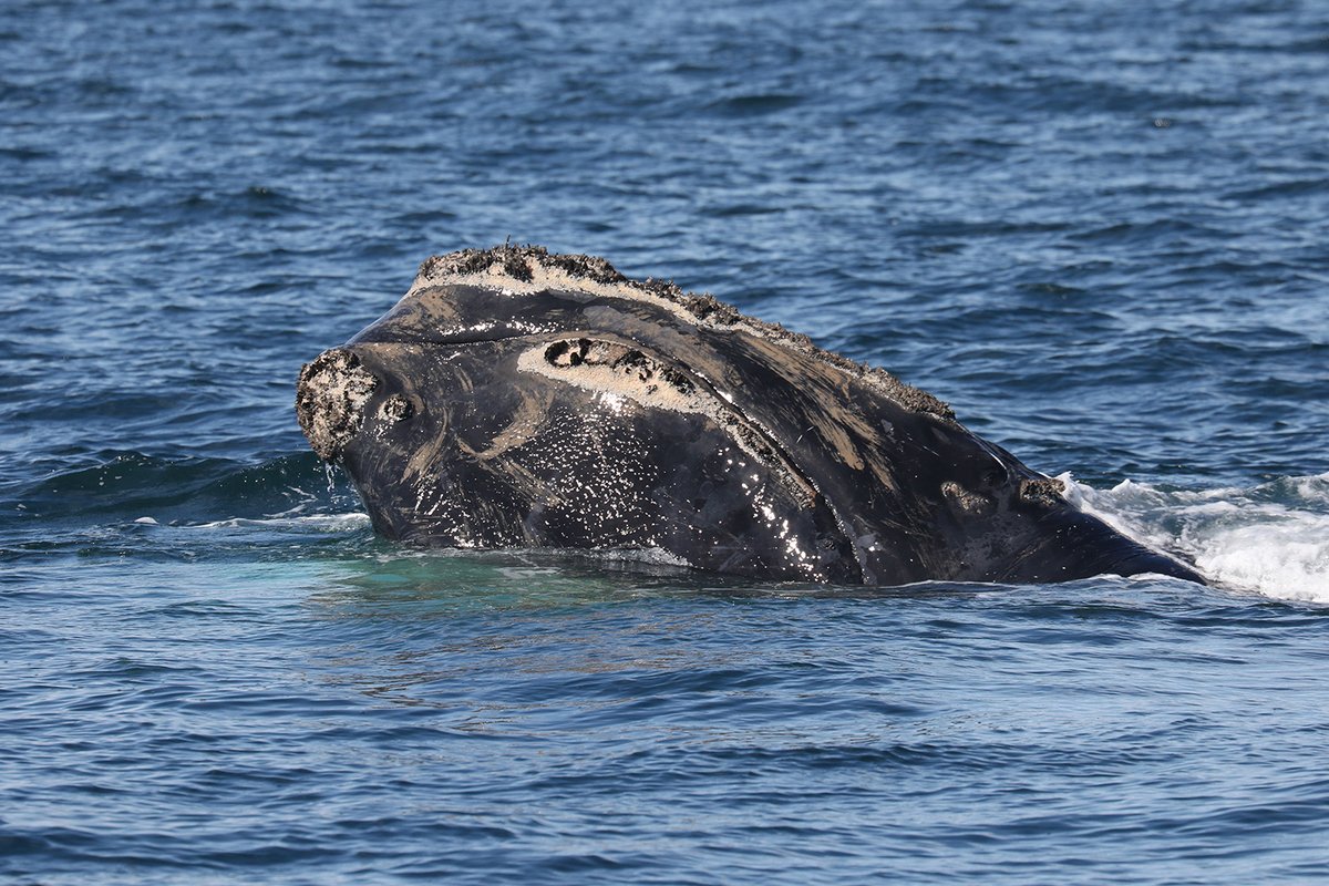 The Cape Cod Bay Seasonal Management Area is active January 1 to May 15. During this time, most vessels 65 feet or longer must travel at 10 knots or less in the area to reduce the risk of lethal vessel strikes of North Atlantic right whales. Learn more: bit.ly/3AiJCWs