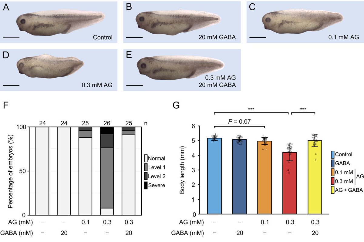 Micropub7n's tweet photo. The Synthesis of GABA during the Tailbud Stage Is Required for Axial Elongation in Xenopus laevis embryos #micropublication #biology #data #caltechlibrary #Xenopus #InteractionData #NewFinding https://t.co/TxQBmI0UfI https://t.co/wybGJKrwoX