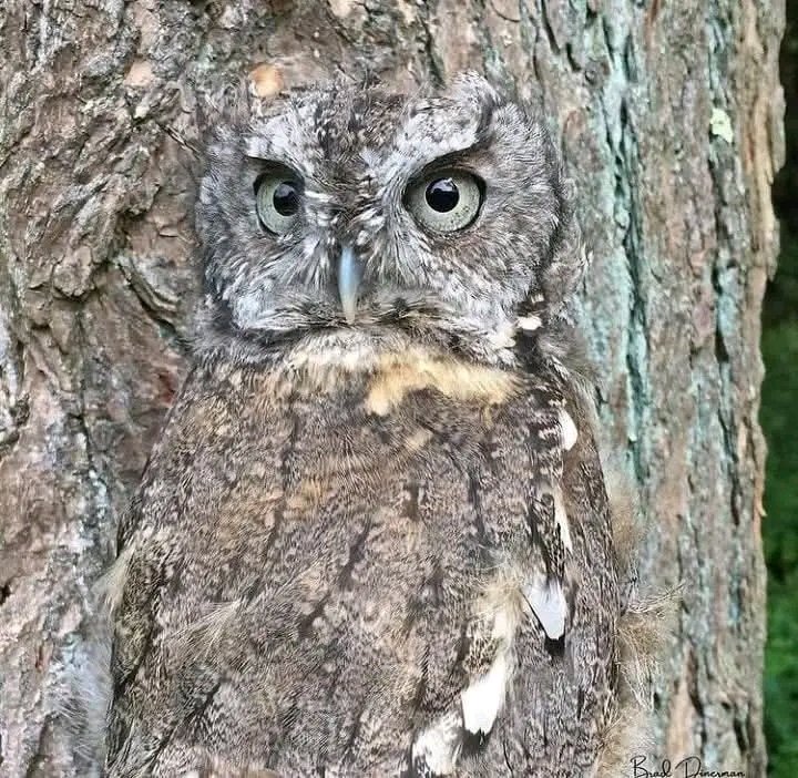 Masters of Disguise!

Eastern Screech Owl. 

📷: brad.dinerman ©️

#NewYear #Monday #photo
