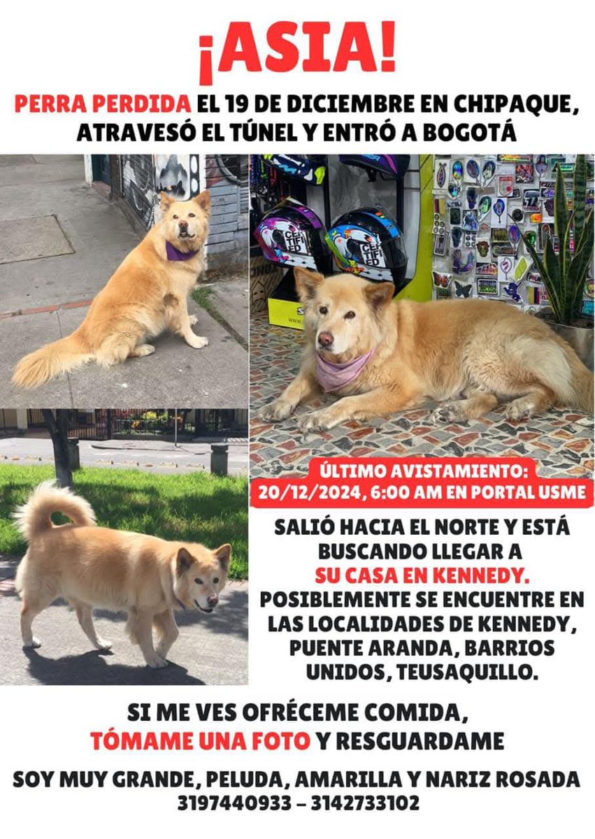 CooleraConnor's tweet image. 🚨🚨🚨 COMPARTO 🚨🚨🚨 
Están buscando desesperadamente a Asia. Es una perrita grandota, amarilla y necesita medicamento. 

Ofrecen recompensa 💰💰💰

Le tiene miedo a la pólvora y está solita en la calle 😭

Auxiliooo por faaa 🐕😔