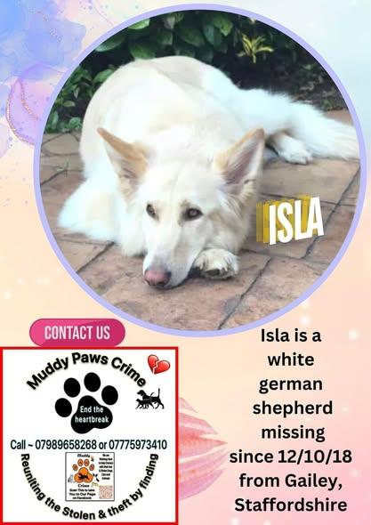gelert01's tweet photo. #BeautifulIsla is still not home! Home is #GAILEY #STAFFORDSHIRE #ST19 AREA since 12/10/2018. Isla is a beautiful White German Shepherd and is dearly missed by her family. @StaffsPolice @BBCRadioStoke @IanStaffs @StaffsDogs @StaffsChambers @KatieStaffs @SthStaffsWater @StaffsPFCC https://t.co/dF1zw1UxI4