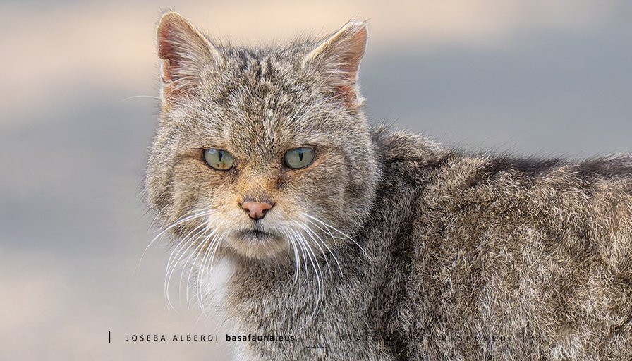 Joseba Alberdi tweet media
