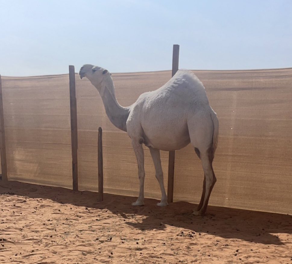 وضحاً ضحاياها رقاب المناعير..