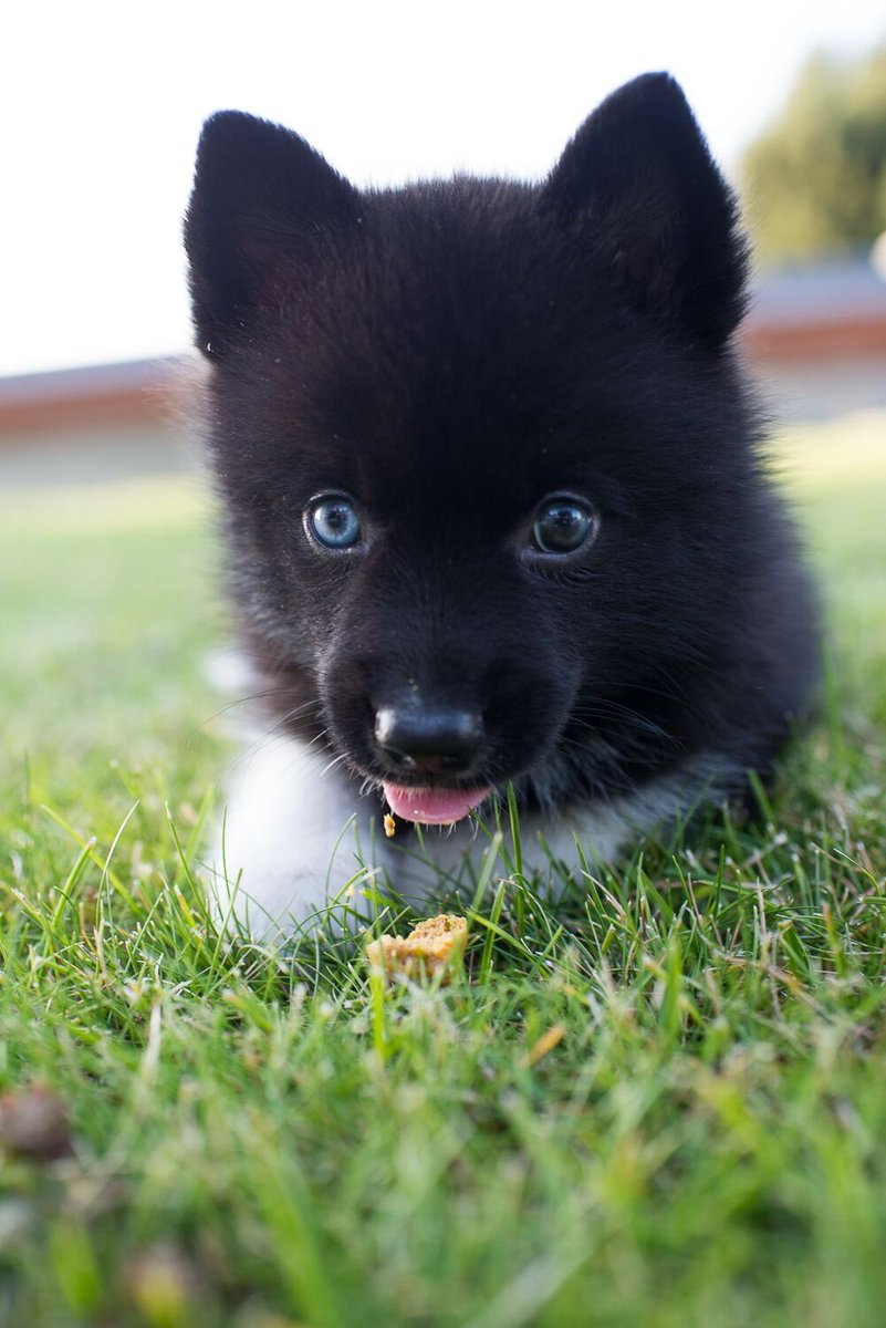 GUNNERDOODLE tweet media