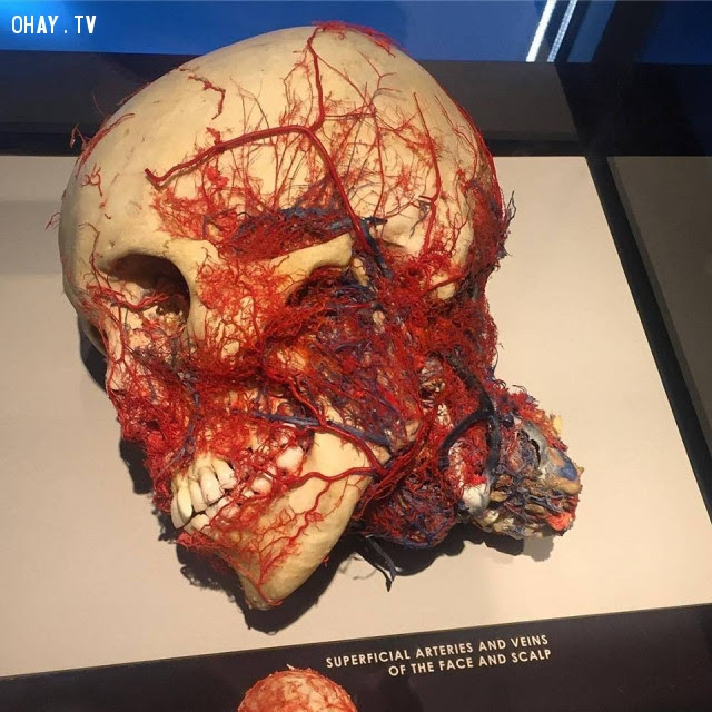 alex_Xpert's tweet photo. Partes del cuerpo que nunca habías visto

Un hilo 🧵 

Sólo para gente dura. 

Arterias y venas de la cara y el cuero cabelludo https://t.co/zBmdOUieuo
