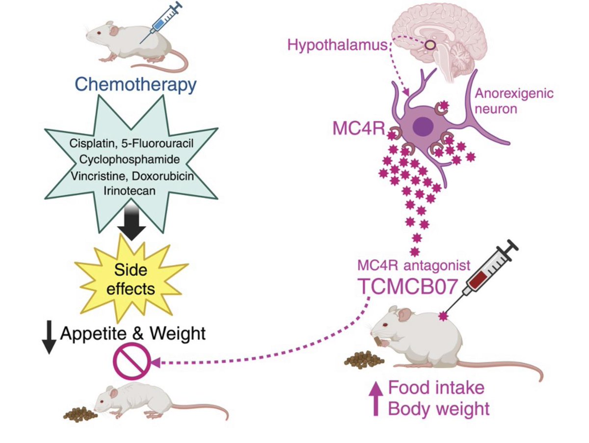 Improving appetite and weight gain in cancer/chemotherapy... jci.org/articles/view/… 

Xinxia Zhu &amp; team <a href="/OHSUNews/">OHSU News</a> tested the melanocortin-4 receptor antagonist TCMCB07 in several preclinical models of chemotherapy.