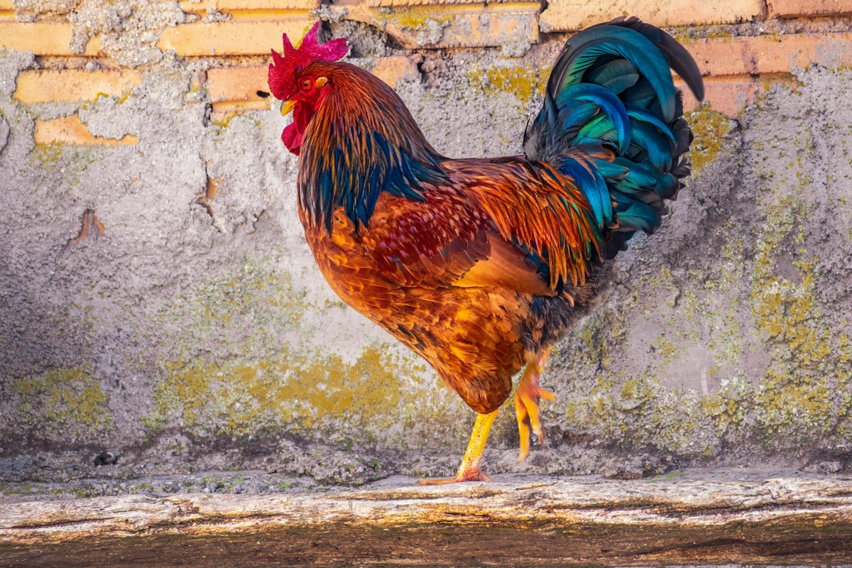 🧵 30. According to a 17th century proverb, a COCKSTRIDE—literally, one step of a cockerel—is the amount by which the days seem to lengthen after the New Year.