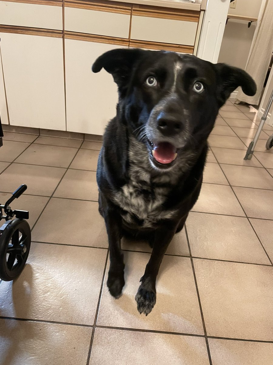 GetzYEG's tweet photo. Aggie dog waiting for some turkey! https://t.co/ZQjbUZTyC8