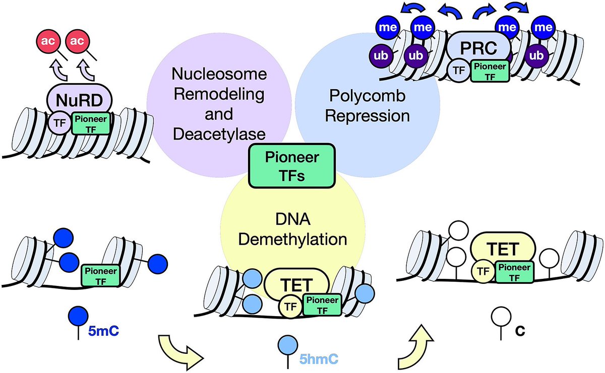 Our review on the interplay between Pioneer Transcription Factors and epigenetic modifiers in cell reprogramming is out ! Check it out here: sciencedirect.com/science/articl… <a href="/CincyChildrens/">Cincinnati Children's</a> <a href="/DSRMCincy/">Development, Stem Cells, & Regen Med PhD Program</a> <a href="/sgsamps1/">Samuel Sampson</a>