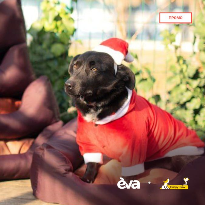 Тепло і затишок на Різдво – EVA та Happy Paw зібрали понад 2,5 млн грн для безхатніх тварин. Розповідаємо про чудову ініціативу  buff.ly/41W6CWF