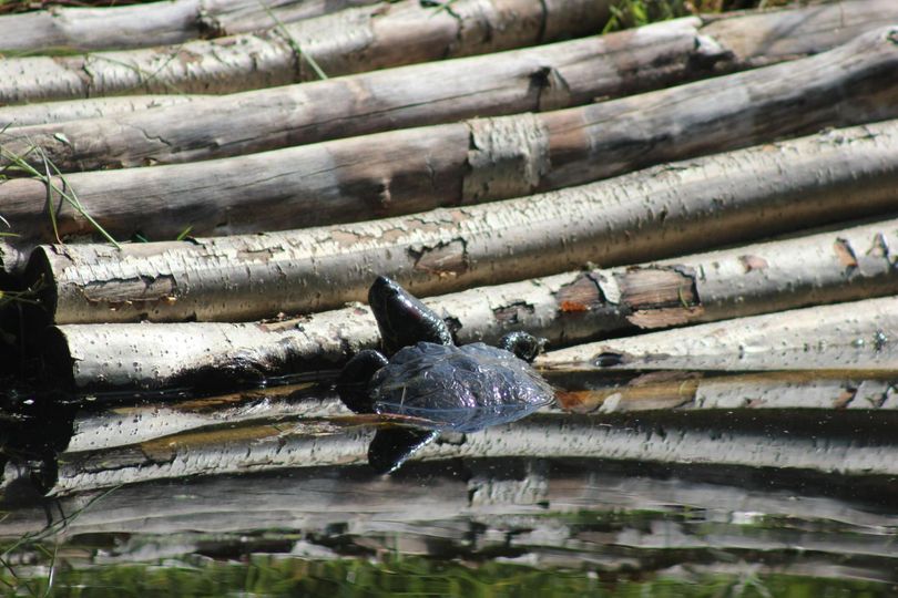 faunawatch's tweet photo. This turtle, perfectly camouflaged, is carefully climbing the logs, blending in with his surroundings. Slow and steady, blending with nature
#TurtleLife #NatureMoments #Camouflage https://t.co/8G2TSAFgD9