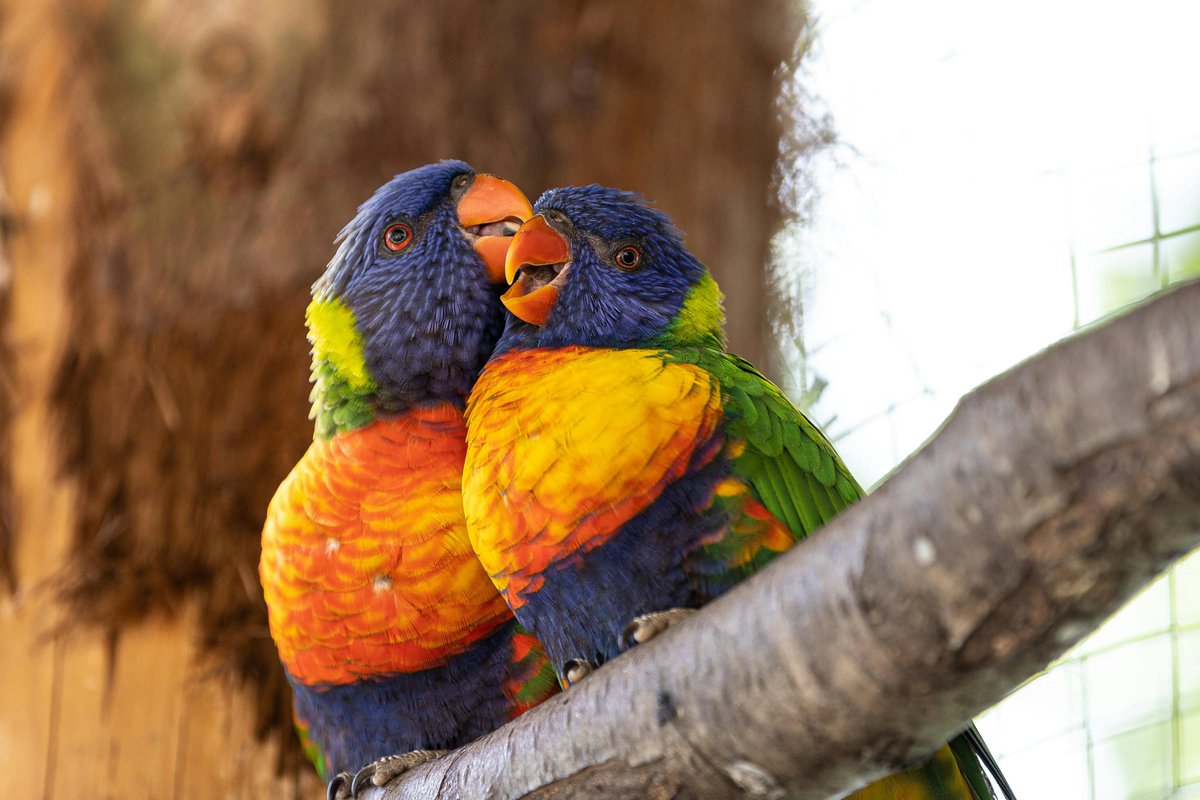 CCTravelAgency's tweet photo. Celebrate #NationalBirdDay by embarking on unforgettable bird-watching adventures! 🦅 Explore lush reserves teeming with life and capture every majestic moment. Message us to plan your next expedition!
#NationalBirdDay #BirdWatching #NatureReserve #BirdLovers #EcoTravel https://t.co/l4McaY3OH0
