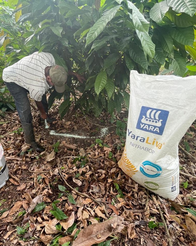 Último lunes del año, y no podemos cerrar este 2024 sin compartirles estas fotos que nos llegan desde México. Un productor de cacao muestra cómo se está preparando para el 2025, aplicando la segunda fertilización con YaraLiva NITRABOR, ¡el alimento favorito de tus cultivos! 💚