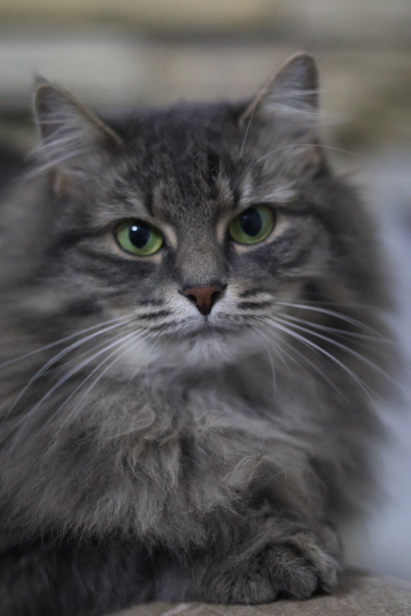 melhanji's tweet photo. @AboutMusicYT My cat https://t.co/0OOAB357sn