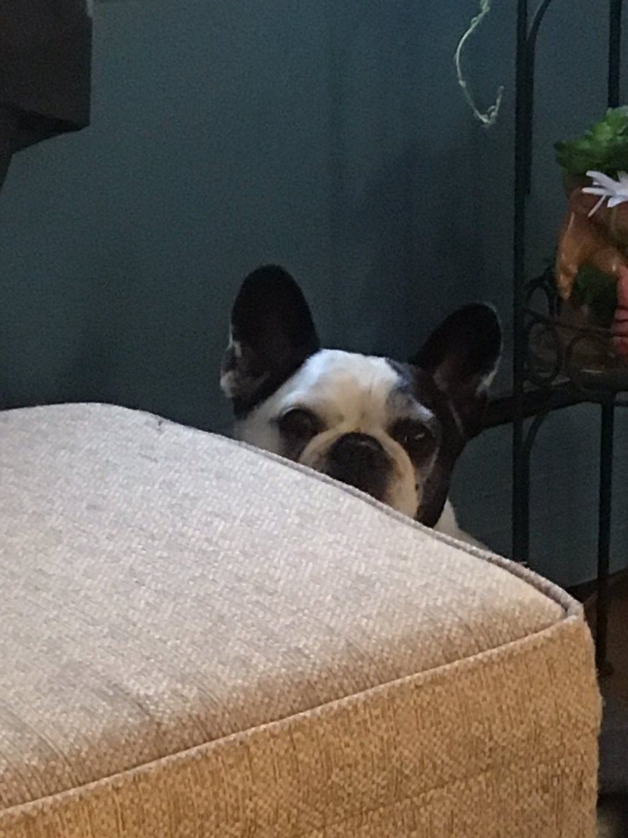 AskMisterRodney's tweet image. I had a bath so I could sit on the couch, but I’m still on the floor because I’m damp 😡