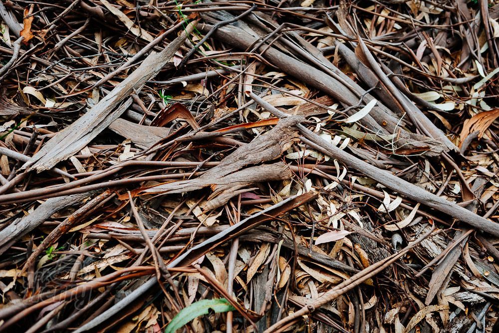 GetTerryNow's tweet image. The many angles of a mighty lemon scent on South Bruny Island.

buff.ly/3DuKTLx 

#gumtree #lemonscented #eucalyptus #brunyisland #tasmania