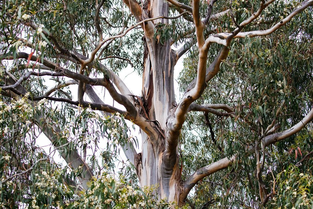 GetTerryNow's tweet image. The many angles of a mighty lemon scent on South Bruny Island.

buff.ly/3DuKTLx 

#gumtree #lemonscented #eucalyptus #brunyisland #tasmania