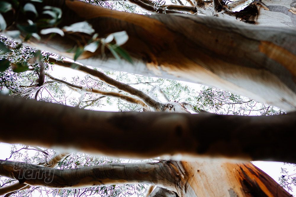 GetTerryNow's tweet image. The many angles of a mighty lemon scent on South Bruny Island.

buff.ly/3DuKTLx 

#gumtree #lemonscented #eucalyptus #brunyisland #tasmania