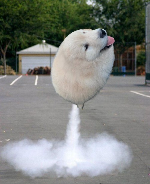 RussCIA_111's tweet photo. @blknoiz06 You forgetting #BallDog https://t.co/lxGA8yXSIb