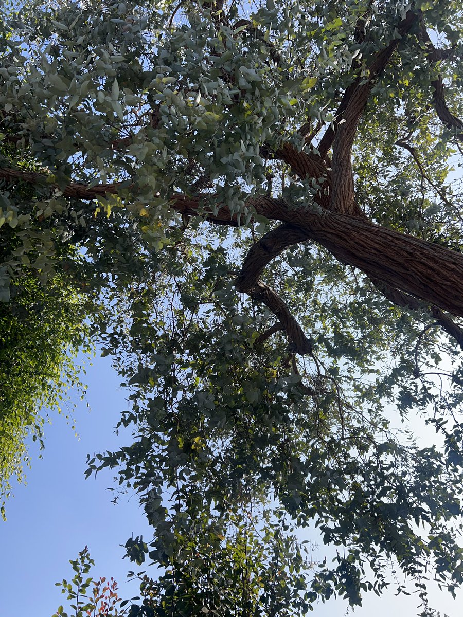 산책하다 발견한 진짜 큰 유칼립투스 나무.. 레인보우 유칼립투스는 많이 봣어도 동그란 잎 유칼립투스인데 이렇게 크게 자란 나무는 처음 봄.ᐟ.ᐟ