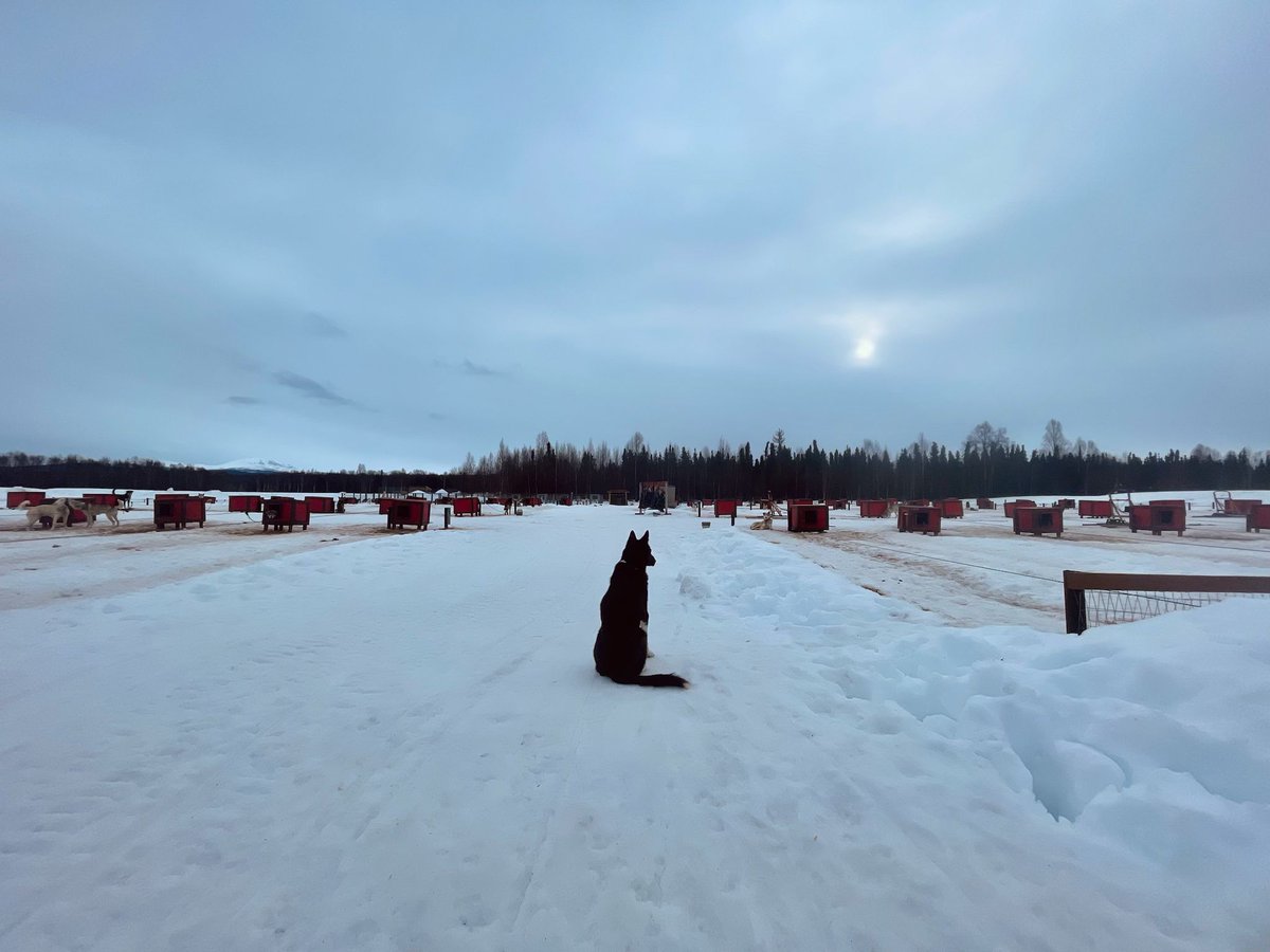 Here’s Tux, overlooking the dog yard like the legendary champion he is. 🐾 👀 It’s as if he’s making sure everyone’s in line, from the pups to the handlers. After all, someone has to keep the chaos in check, right? 😅

#iditarod #sleddogs #dogmusher #alaskanhuskies