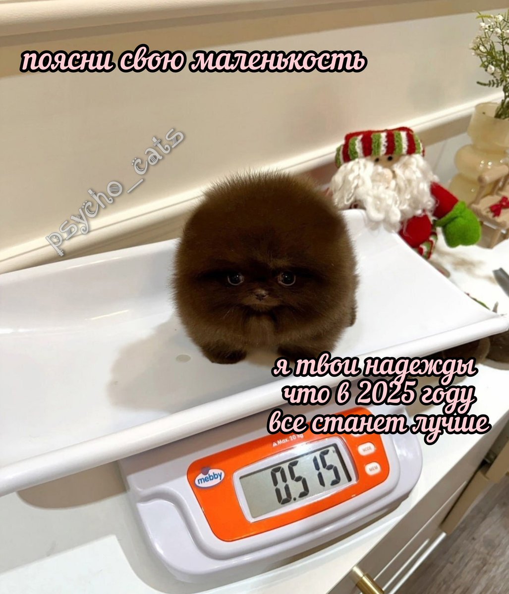psycho__cats's tweet photo. https://t.co/cDSf1thpNx