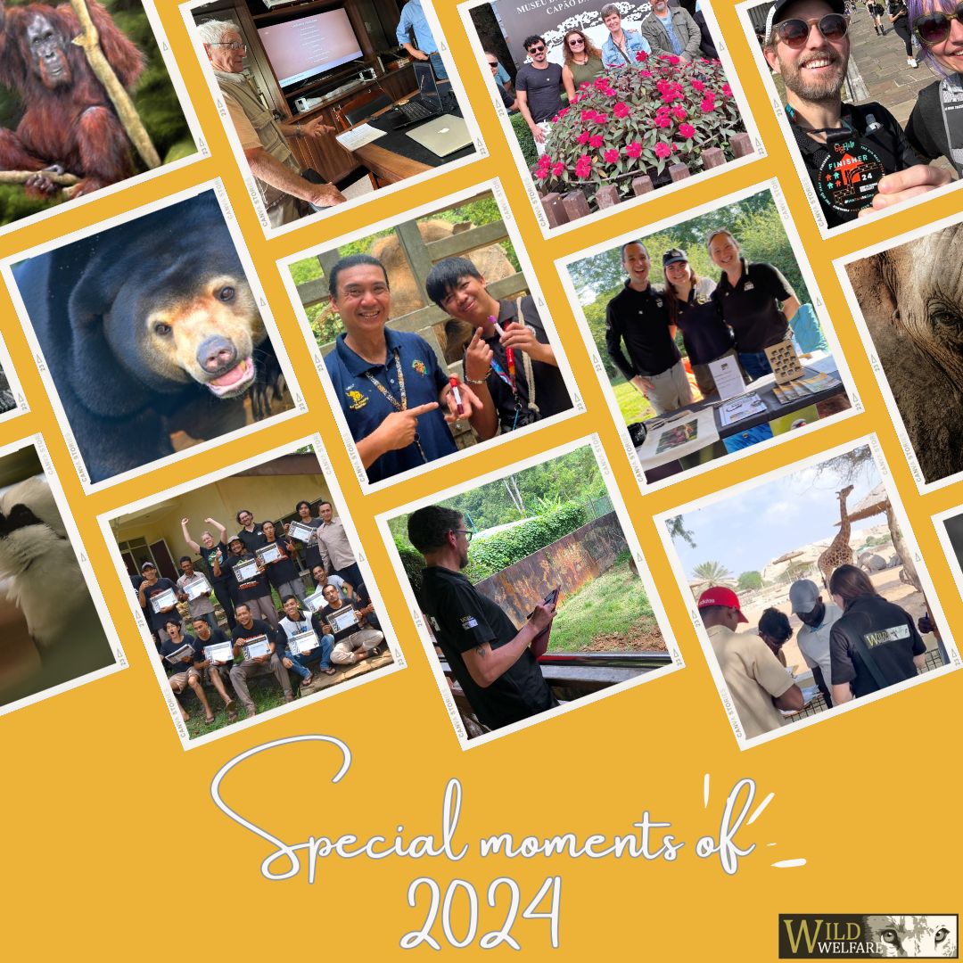 ⏪Rewind⏪ Let's take a look back at our milestones and achievements from 2024! wildwelfare.org/review-2024 📆
〰️
🇯🇵 2024 年からの主要なマイルストーンと成果を振り返ってみましょう tinyurl.com/wildwelfare24 

#HappyNewYear #2024