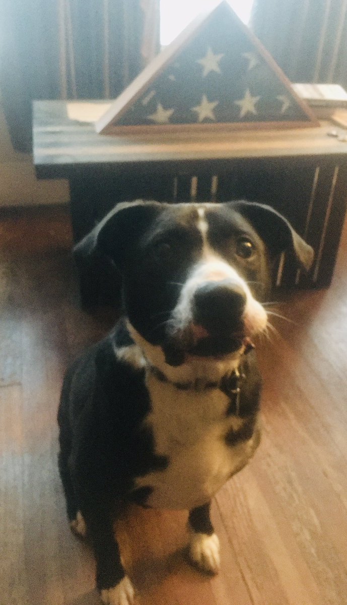 woodall576's tweet image. Don’t look him directly in the eyes … you’ll have nightmares for life. 😏

Spent the week in New York. Picked this guy up today. Glad to have the four legged Fonzi back home at The Tavern at Three Three Four. #Jocko