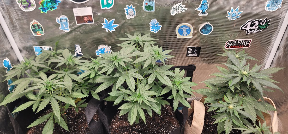 ColdAzzIsis89's tweet photo. In the @MarsHydroLight 3x3 ⛺️ 
Under the #FC3000 💡
Day 31 from seed
From left to right
Jack Herer autoflower 
Tropicana cookies autoflower 
Sour Jealosy autoflower 
#onlyplants #Mmemberville #Marshydro #Marshydrogrowtentkit #virginiaisforgrowers #plants #autoflower https://t.co/PC28H7PyJk
