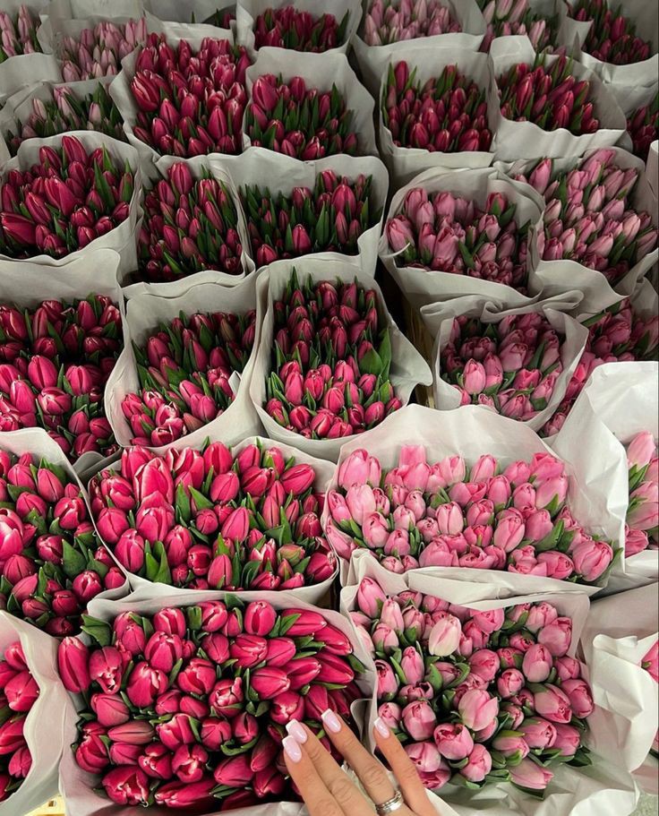 Tulips