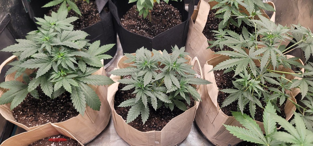 ColdAzzIsis89's tweet photo. Also in the @MarsHydroLight 3x3 ⛺️
Under the #FC3000 💡
Day 31 from seed 
From left to Right 
Creme De La Chem Autoflower 
Forbidden Runtz Autoflower 
Northern Lights autoflower 
#Marshydrogrowtentkit #Mmemberville #onlyplants #autoflowers #virginiaisforgrowers https://t.co/XNs4RlKEOa