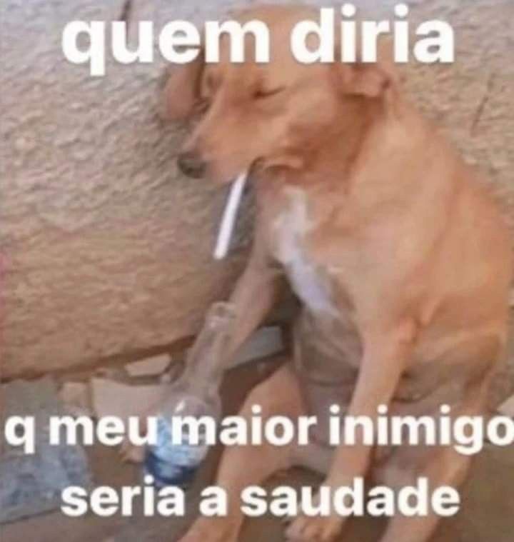 animais com frases aleatorias (@animaisfrases_) on Twitter photo 