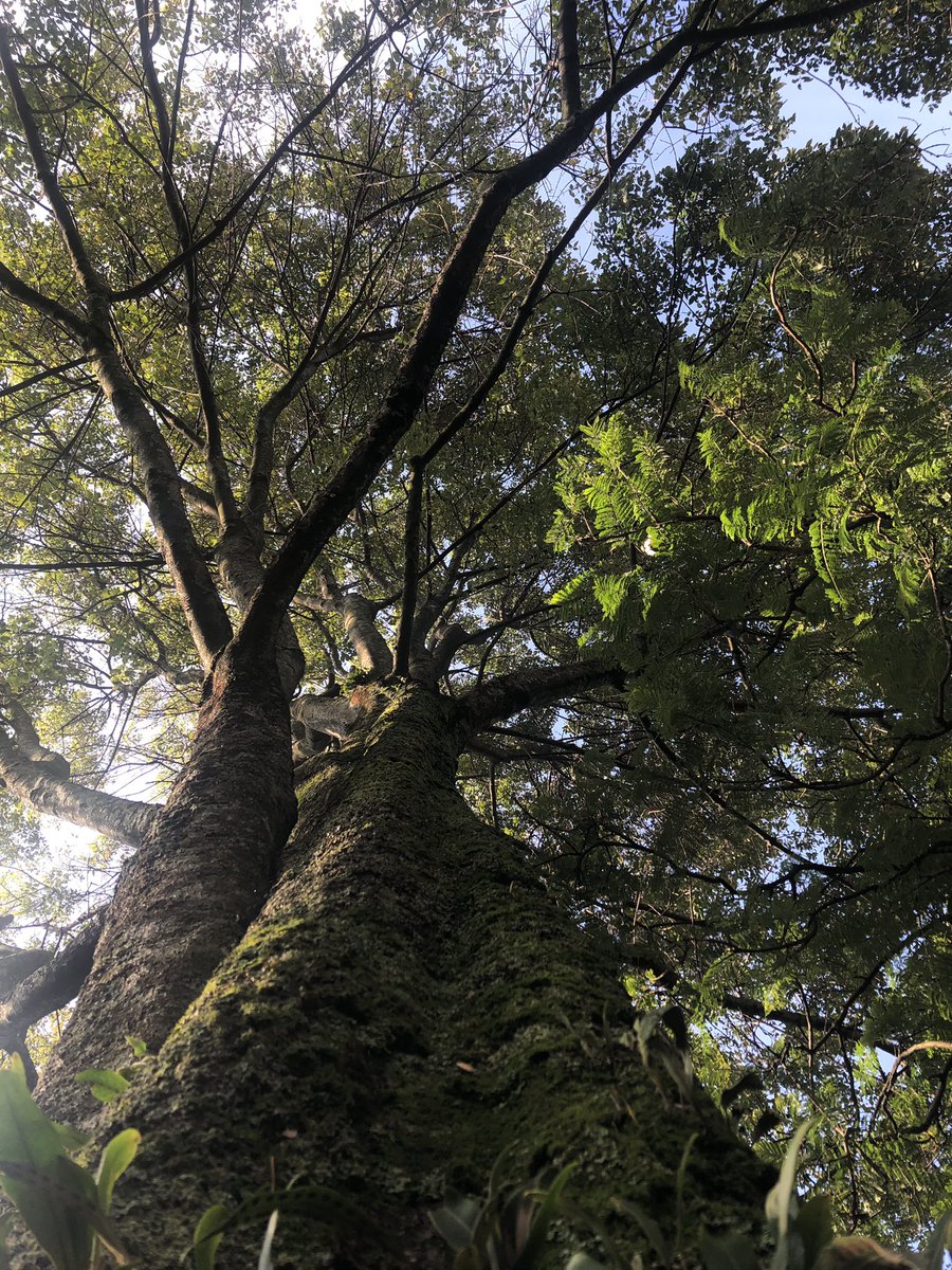 Shinrin-Yoku Baños de Bosque
La alegría de estar en la naturaleza nos conecta con la salud y el bienestar 💚🌀