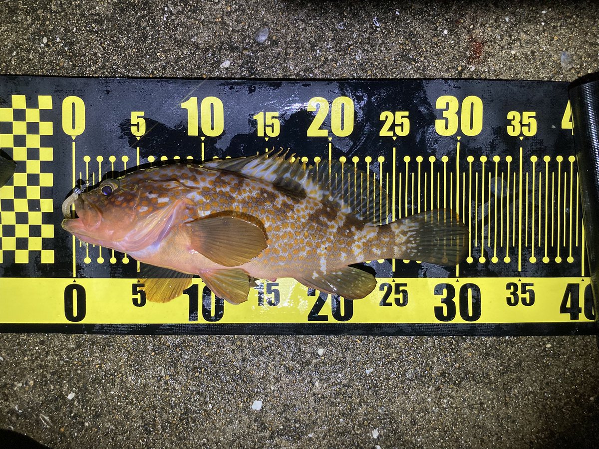 jeross_Chamile's tweet image. 今年の釣り納め。

尺アジを狙っていたら、違う尺が💦💦

釣り場で出会ったお兄さん達、ありがとうございました🙇‍♂️

#アジング
#ヤマイ
#ステキ針
#DASH_HEAD S 0.6g
#Clear_Blue
#サイコロヘッド