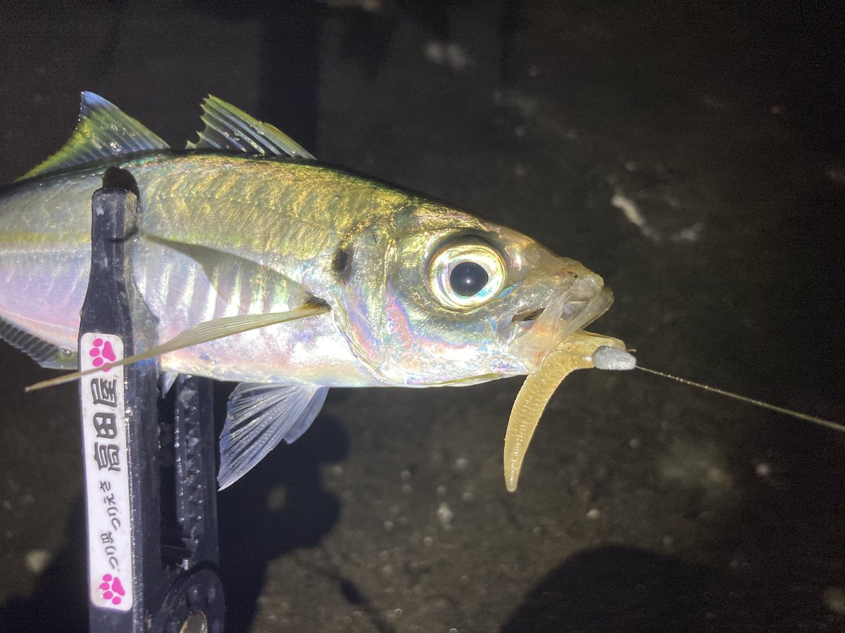 jeross_Chamile's tweet image. 今年の釣り納め。

尺アジを狙っていたら、違う尺が💦💦

釣り場で出会ったお兄さん達、ありがとうございました🙇‍♂️

#アジング
#ヤマイ
#ステキ針
#DASH_HEAD S 0.6g
#Clear_Blue
#サイコロヘッド