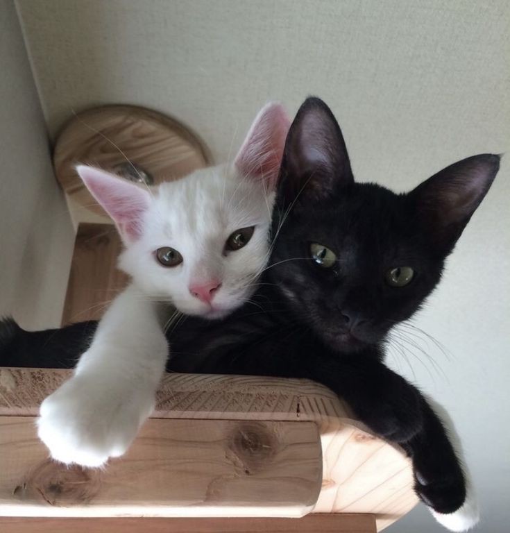 Miaw (@miaw) on Twitter photo 