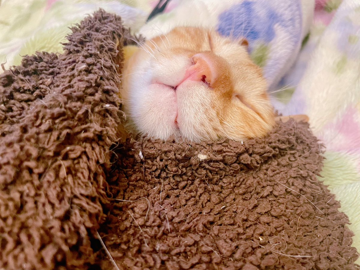 もちも | 脳障害＆重症難治てんかんのノチェロ、二分脊椎のルーさん tweet media