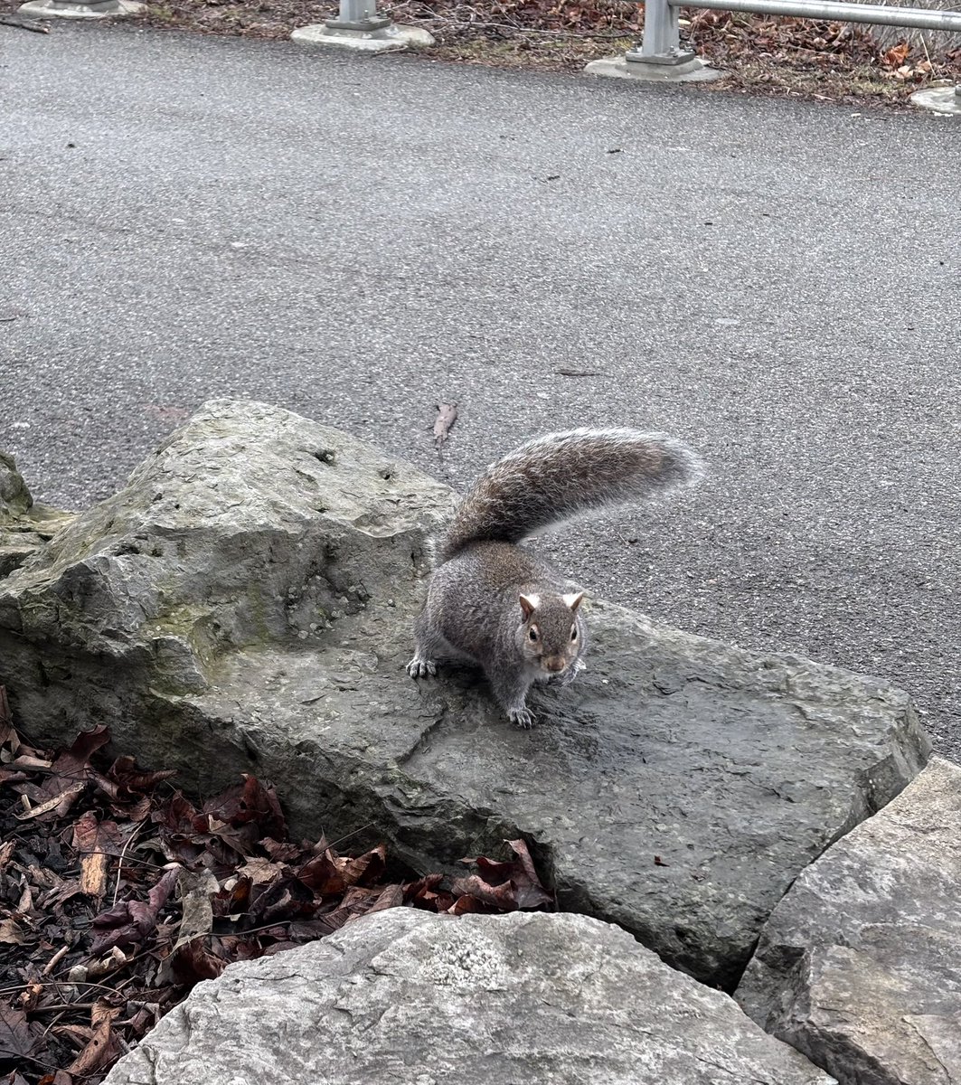 TonyMel13027869's tweet photo. No Goats but plenty of squirrels on Goat island. lol 😂 #goatisland https://t.co/TCPlHTdpla